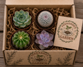 4 pack Cactus & Succulents Mystery Box 3” mix