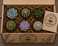 6 pack Cactus & Succulents Mystery Box 3” mix