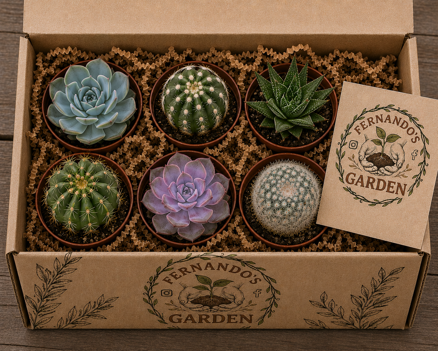 6 pack Cactus & Succulents Mystery Box 3” mix