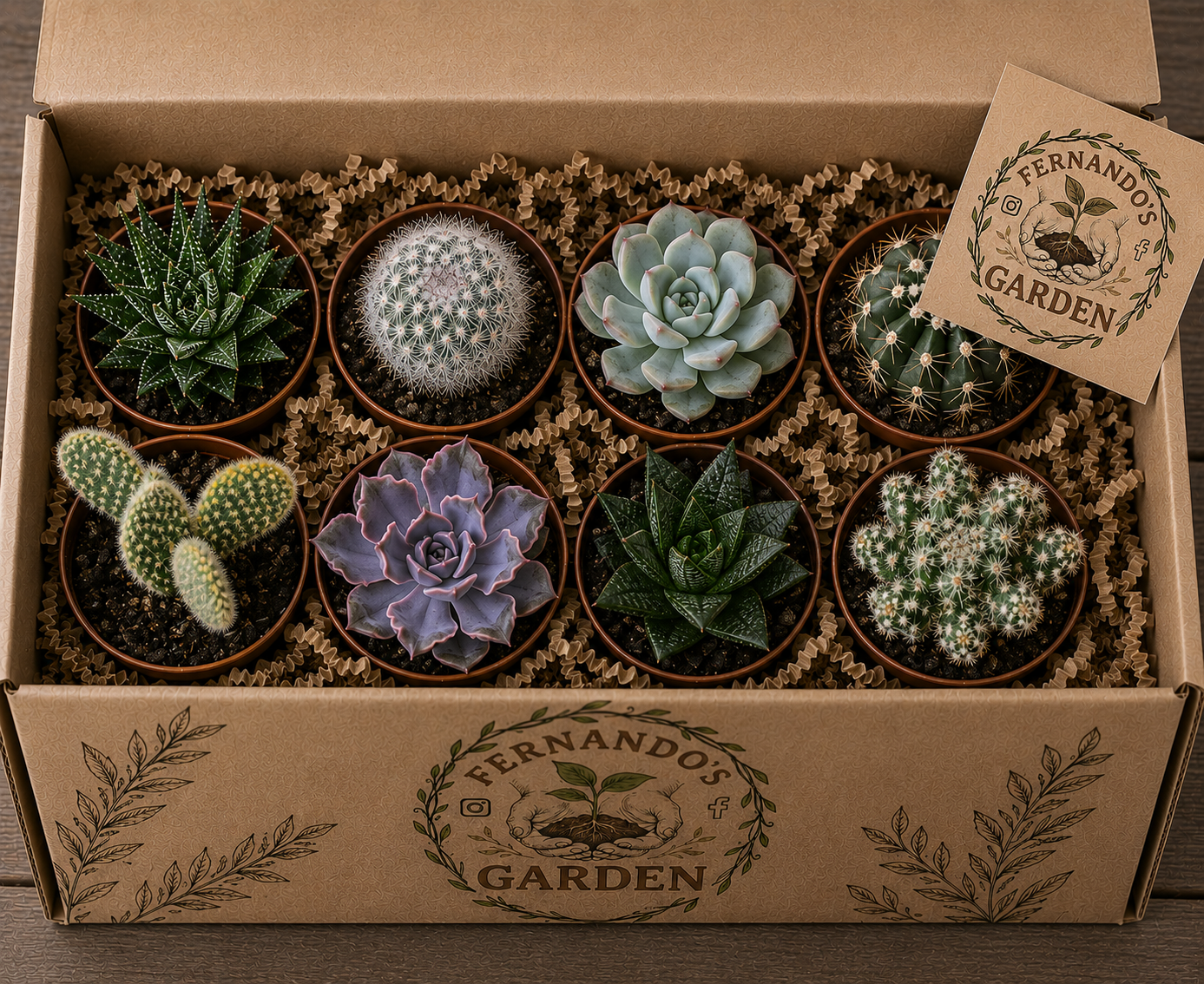 8 pack Cactus & Succulents MysteryBox 3” mix