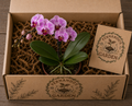 Orchid Mystery Box